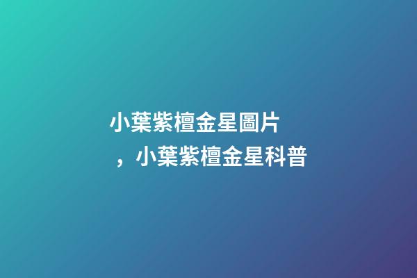 小葉紫檀金星圖片，小葉紫檀金星科普